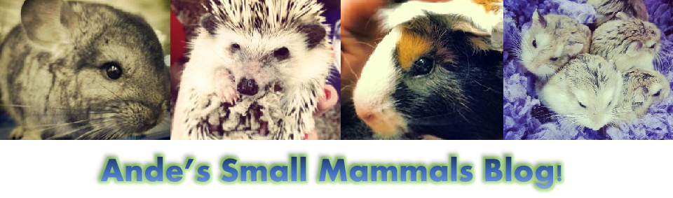 Small Mammals Blog