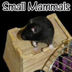 Small Mammals 